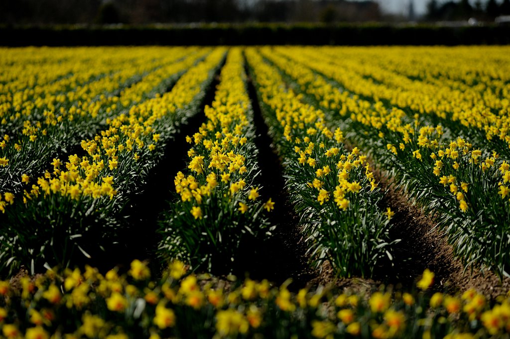 Lincolnshire Daffodils