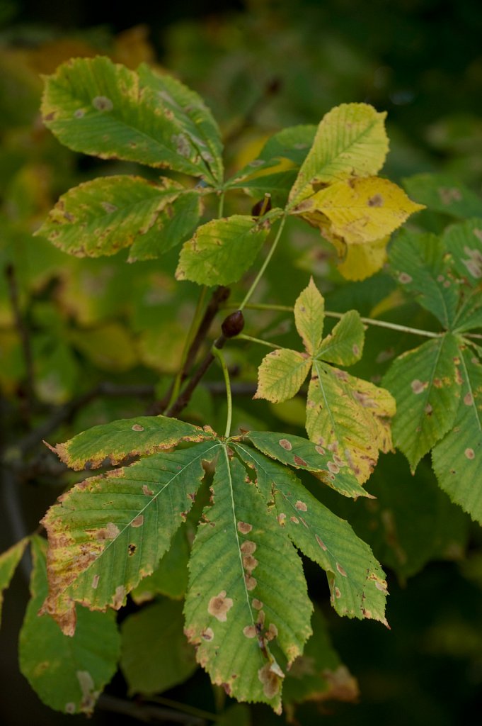 Championship Conkers