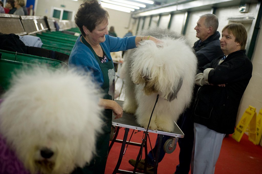 barber-manchester-dog-show04.jpg