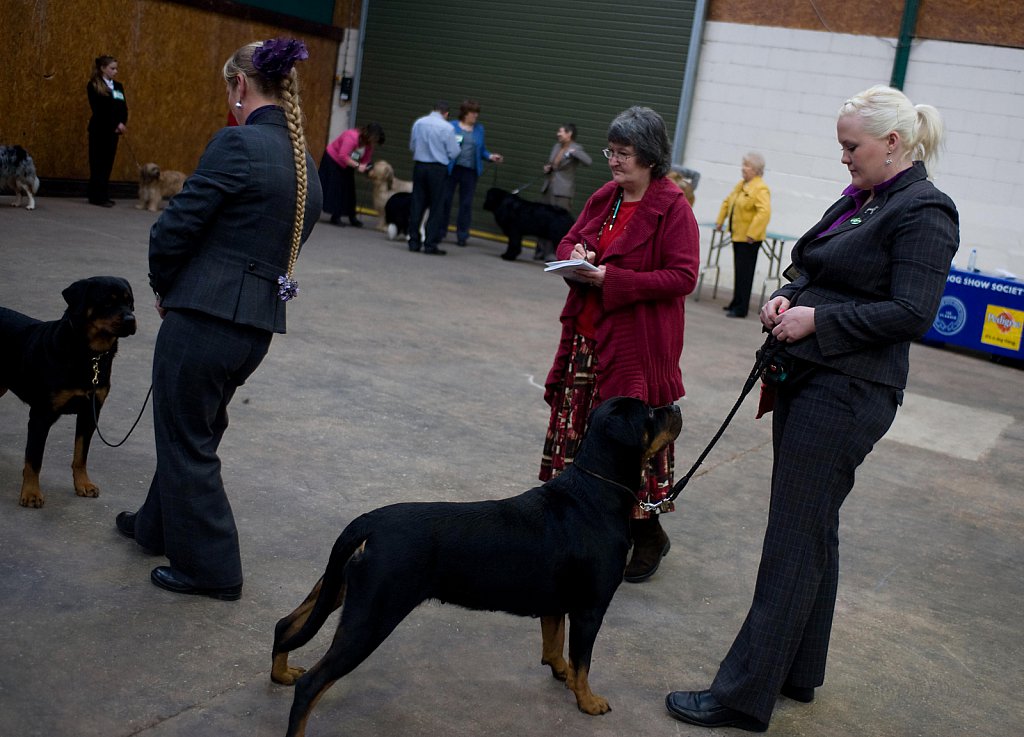 Manchester Dog show