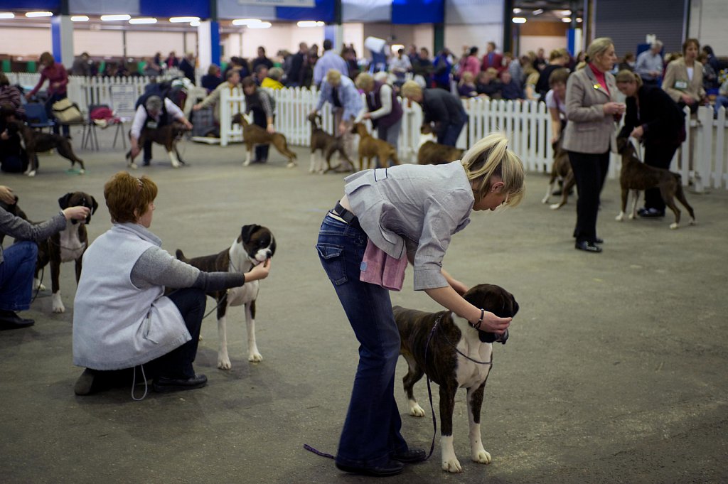 barber-manchester-dog-show10.jpg