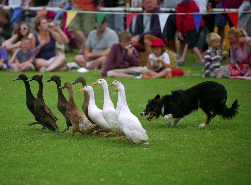 barber-dog-agility-show02.jpg