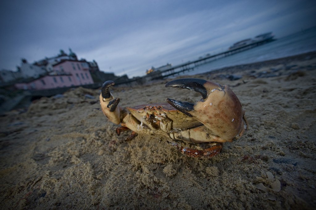 Cromer Crab Industry