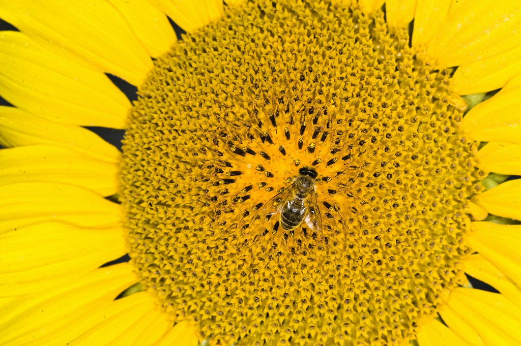 Bees harvesting pollen from sunflowers