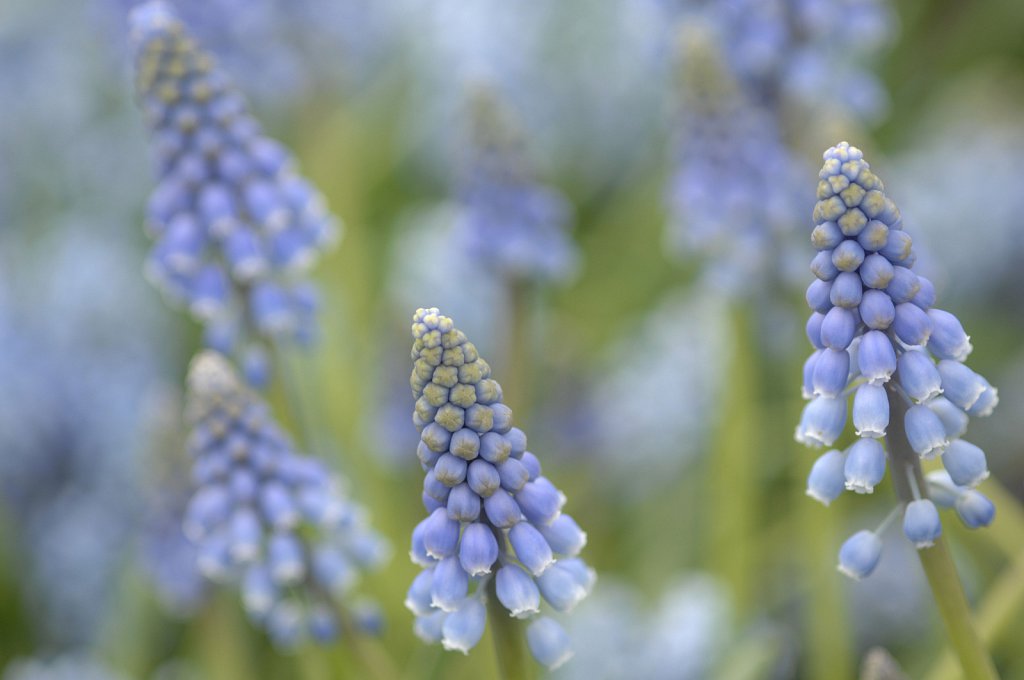 Garden Centres in East Anglia