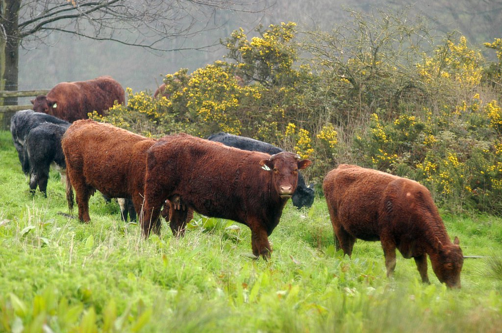 Hanworth Common Dispute