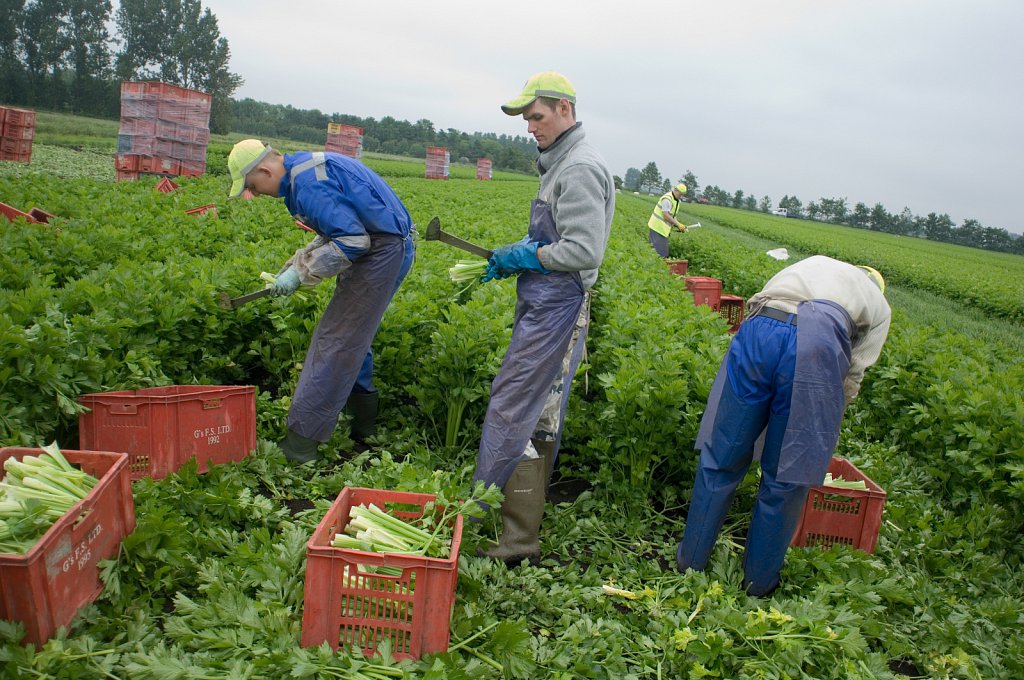 barber-migrants-workers-fields10.jpg