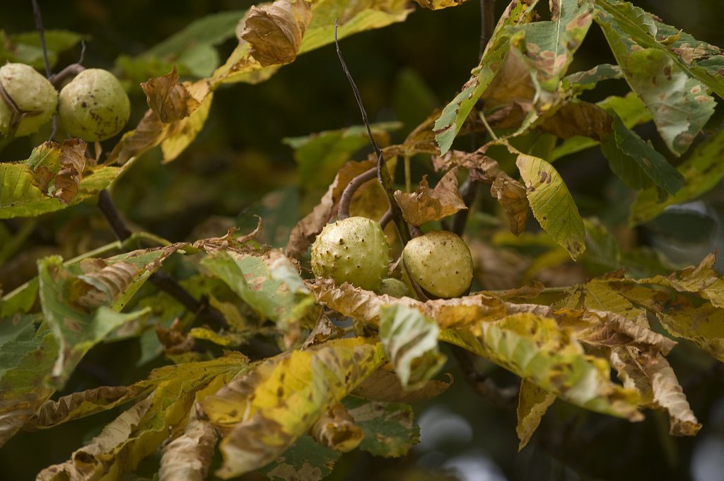 barber-leaf-miner-chestnut01.jpg