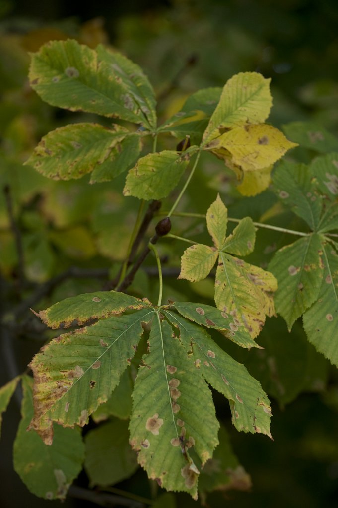 barber-leaf-miner-chestnut03.jpg