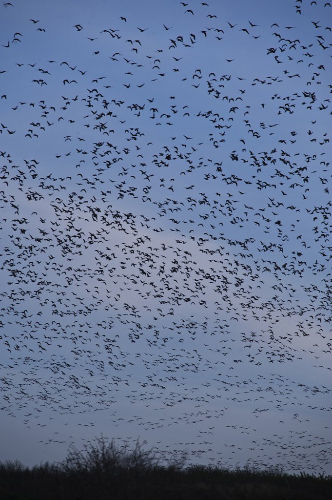 barber-pink-footed-geese02.jpg