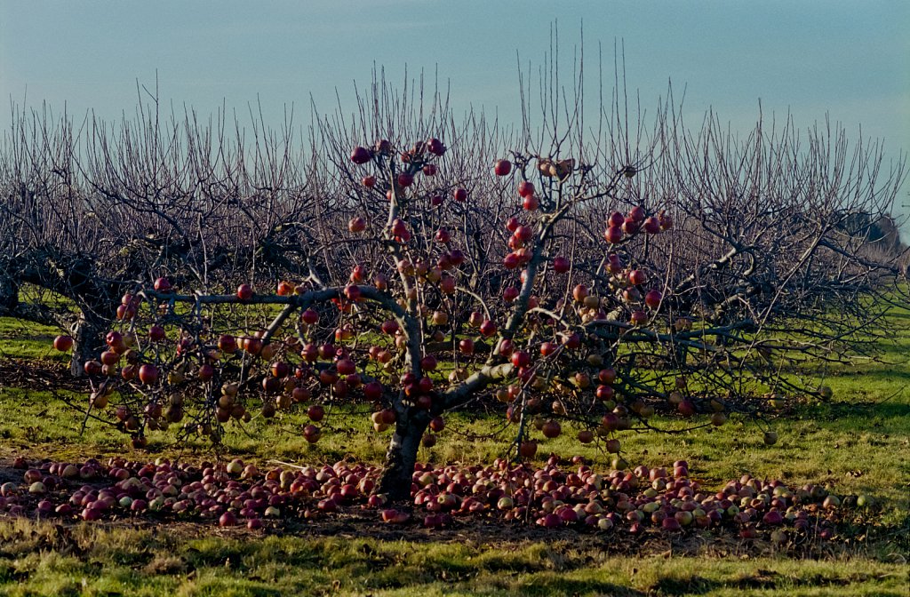 barber-apple-trees03.jpg