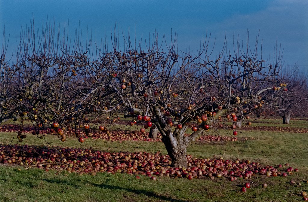 barber-apple-trees05.jpg