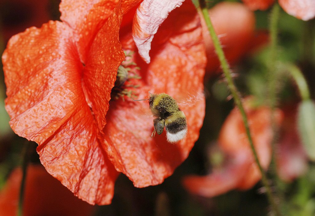 barber-bees-poppies02.jpg