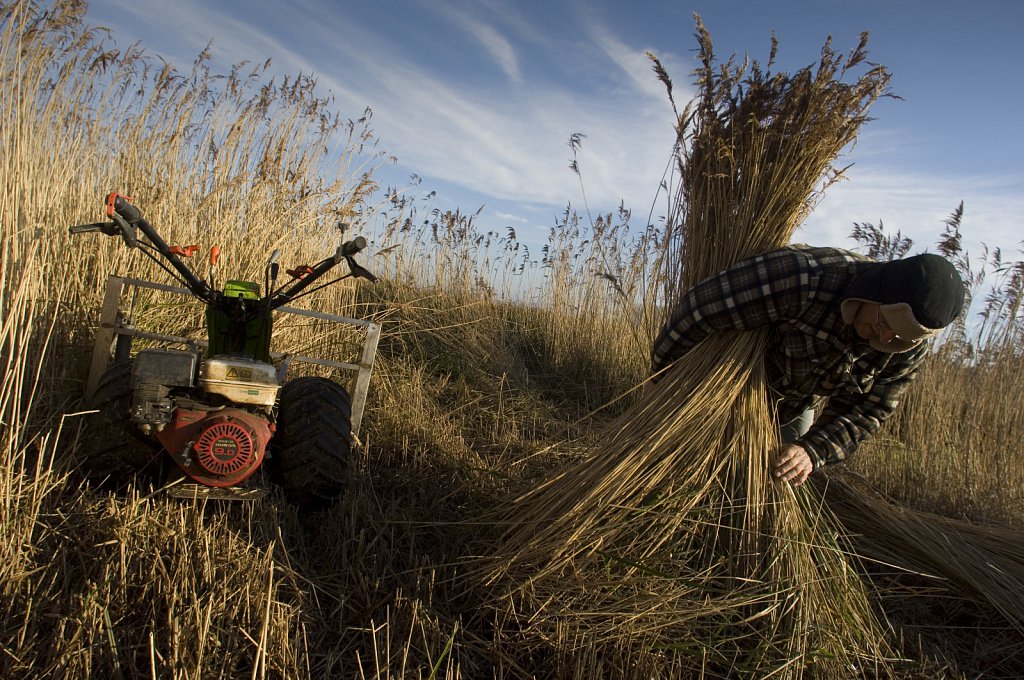 Norfolk Reedcutter