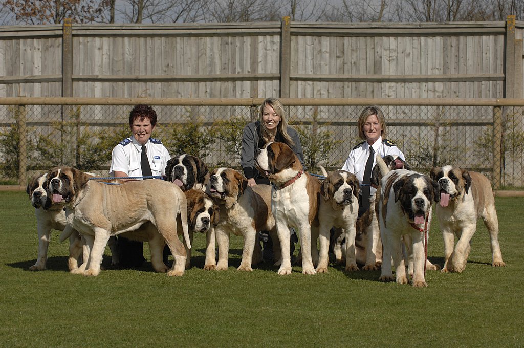 barber-rspca-st-bernard06.jpg