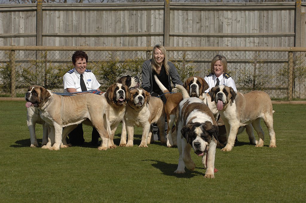 barber-rspca-st-bernard07.jpg