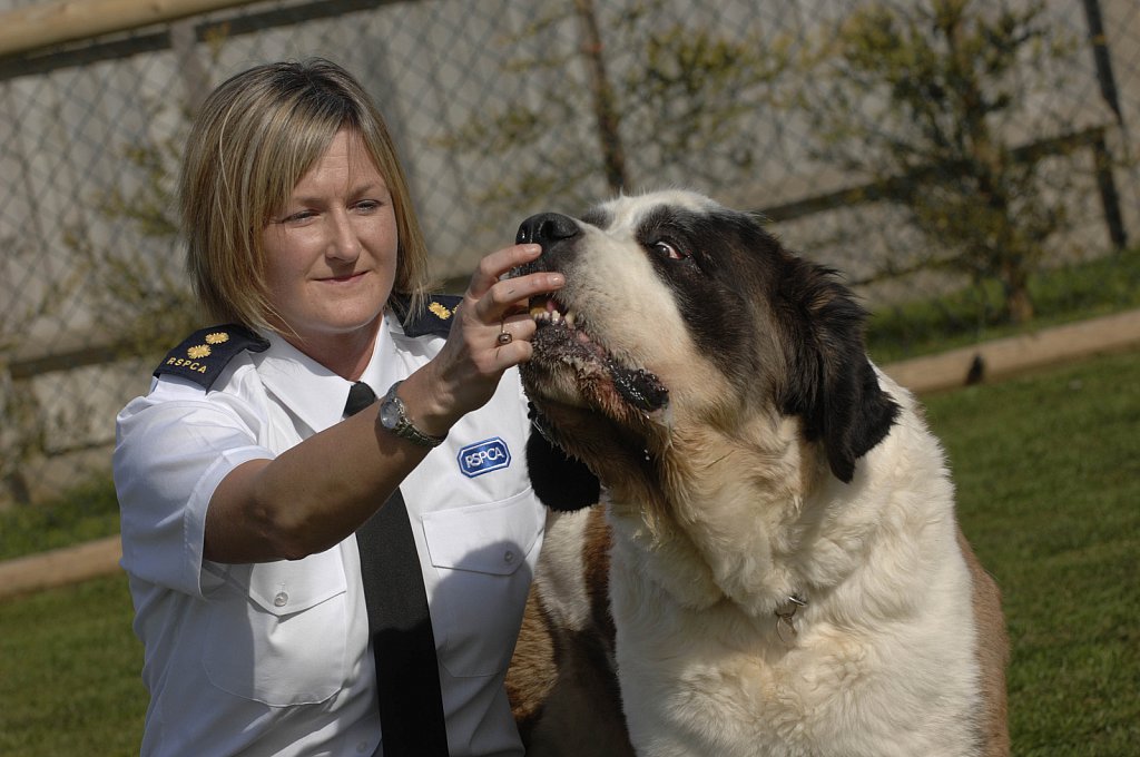 barber-rspca-st-bernard09.jpg