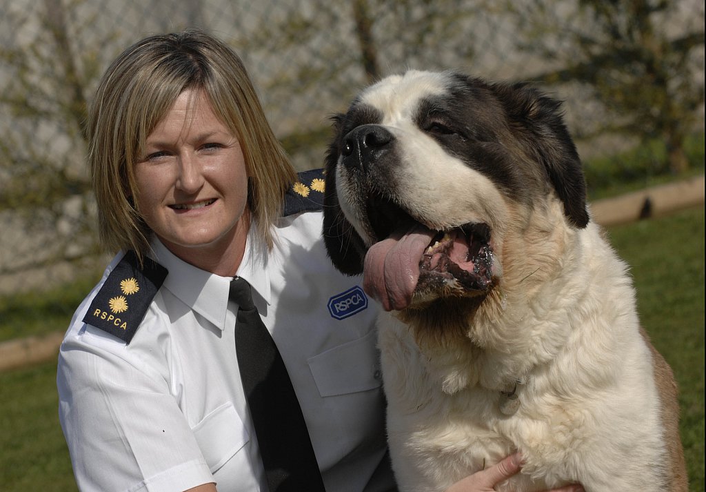 barber-rspca-st-bernard10.jpg