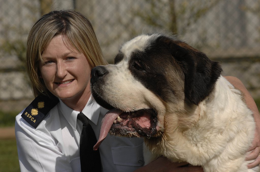 barber-rspca-st-bernard11.jpg