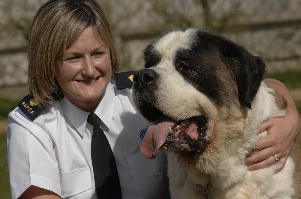 barber-rspca-st-bernard12.jpg