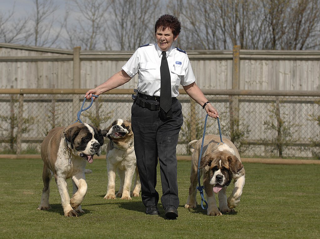 barber-rspca-st-bernard13.jpg