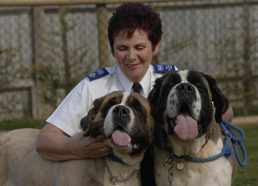 barber-rspca-st-bernard18.jpg