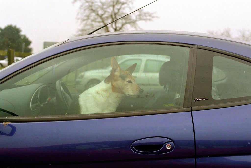 barber-dog-in-car02.jpg