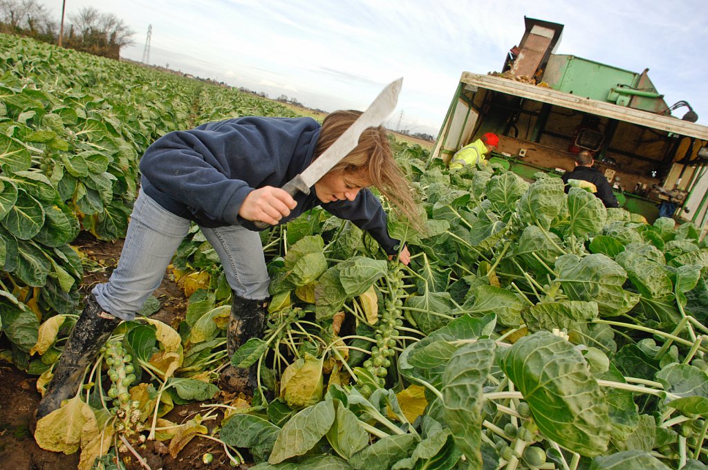 Sprout Harvest