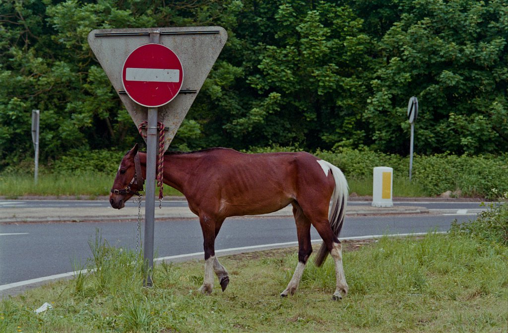 Abandoned Horse