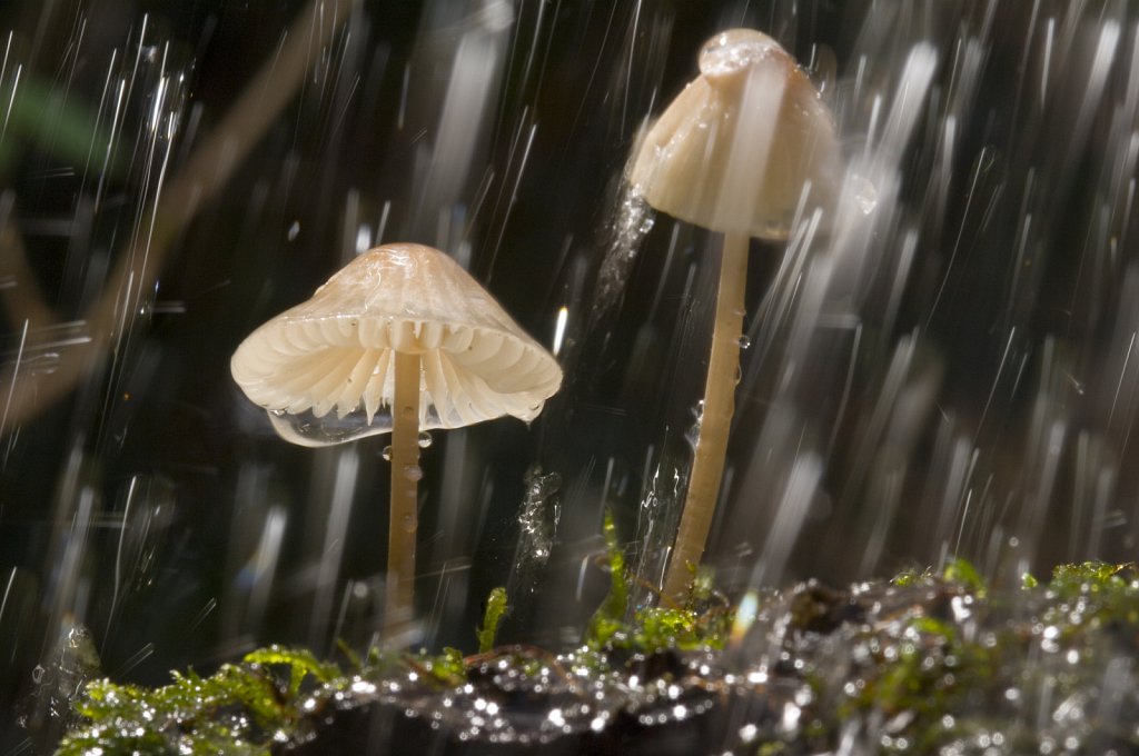 Fairy Bonnet Toadstools