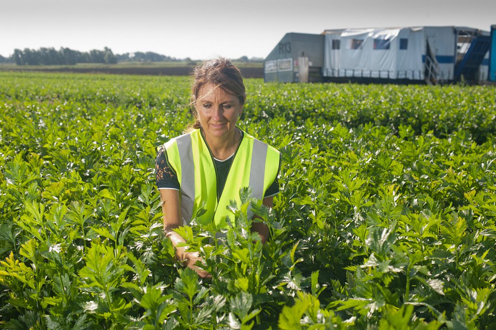 G's celery harvest, Cambridgeshire.