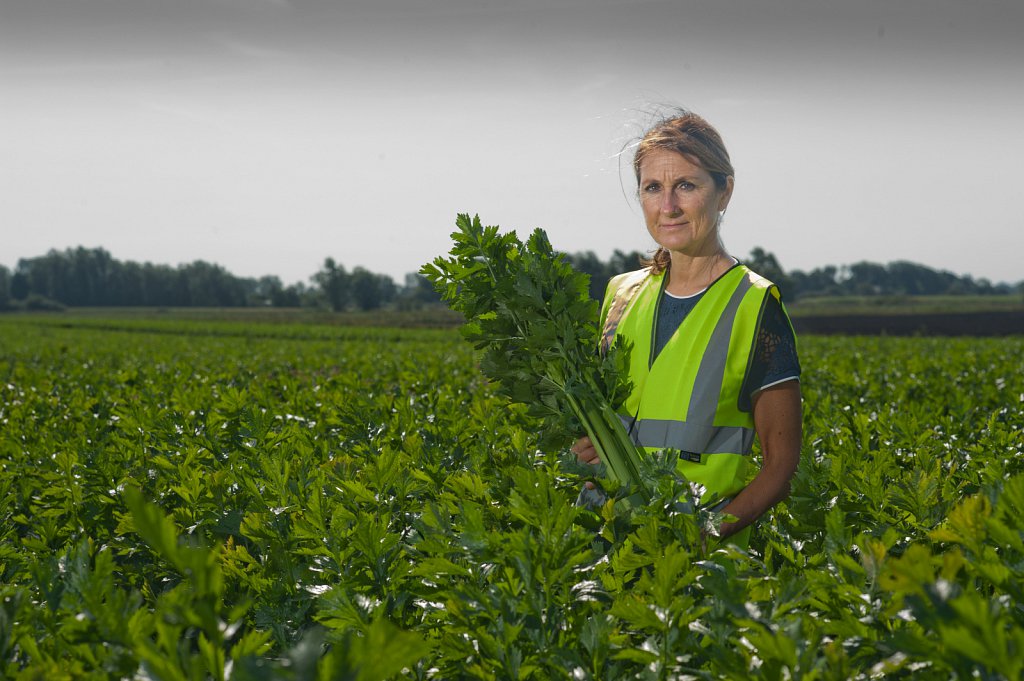 G's celery harvest, Cambridgeshire.