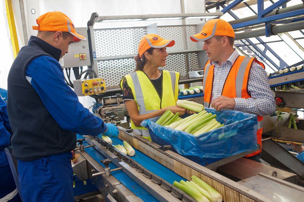 G's celery harvest, Cambridgeshire.