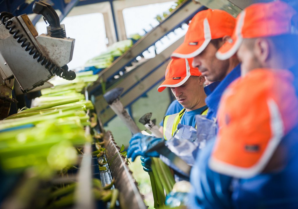 G's celery harvest, Cambridgeshire.