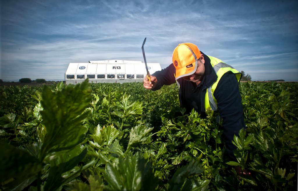 G's celery harvest, Cambridgeshire.