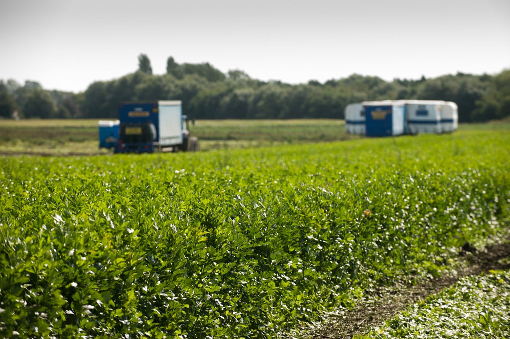 G's celery harvest, Cambridgeshire.