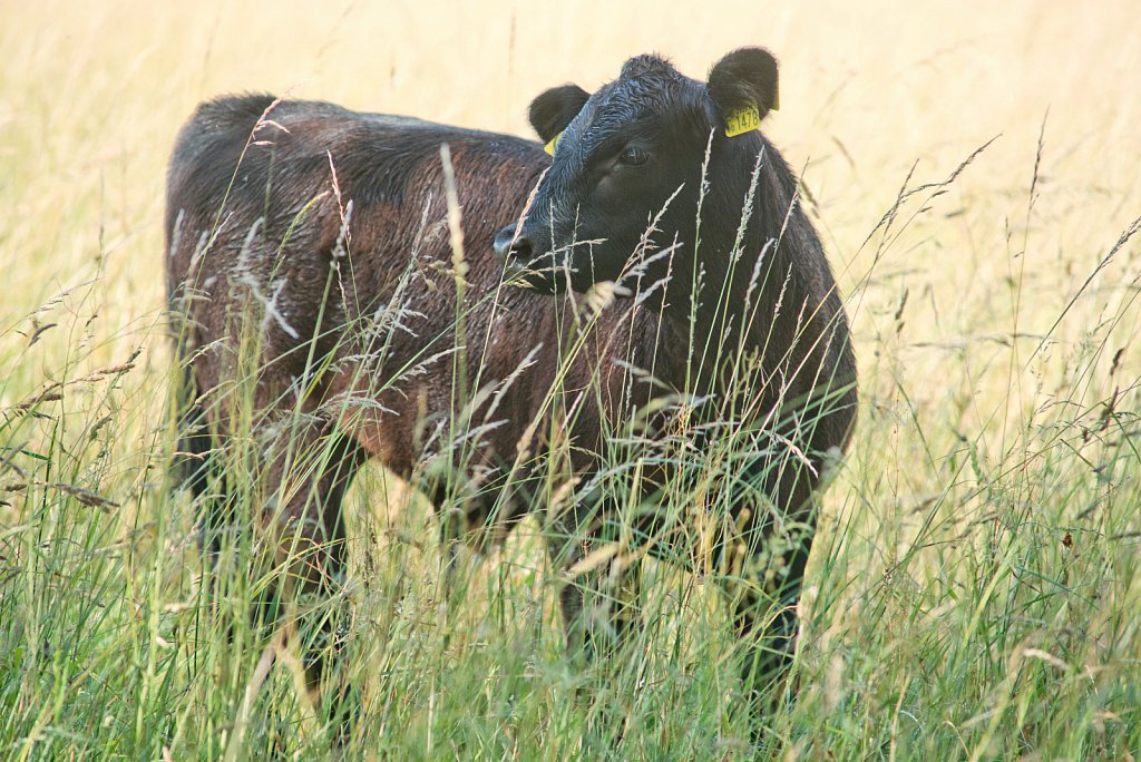 Somerleyton Rewilding