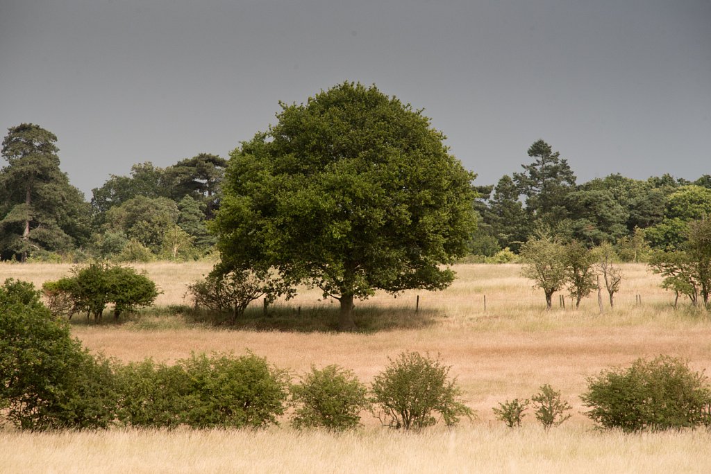 Somerleyton Rewilding