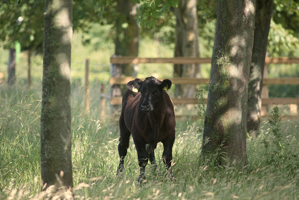 Somerleyton Rewilding