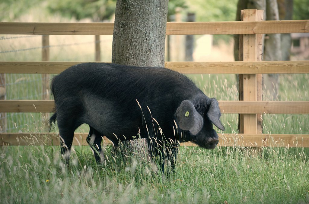 Somerleyton Rewilding