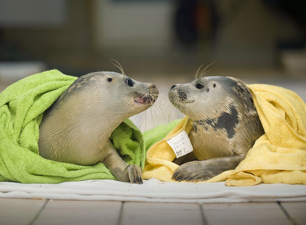 Seal Pups Rescued