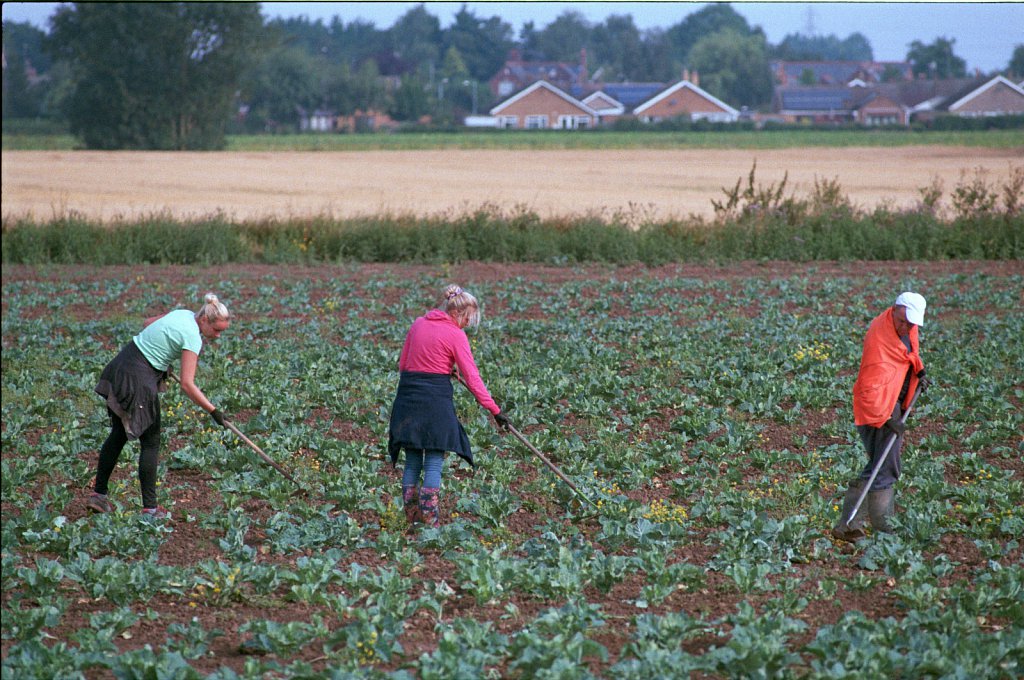 barber-migrant-workers-harvest06.jpg