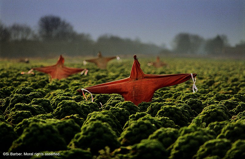 barber-kale-scarecrows-02.jpg