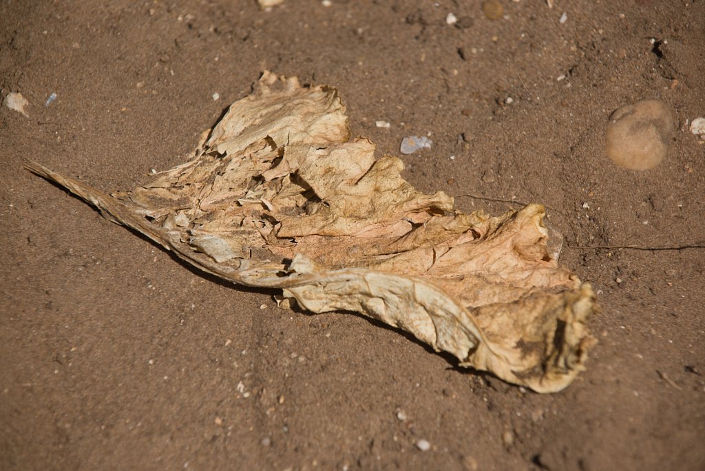 Euston farm drought conditions.