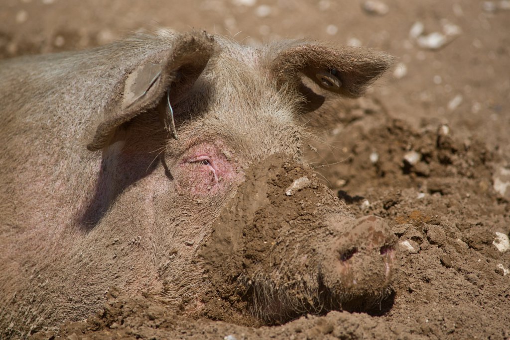 Euston farm drought conditions.