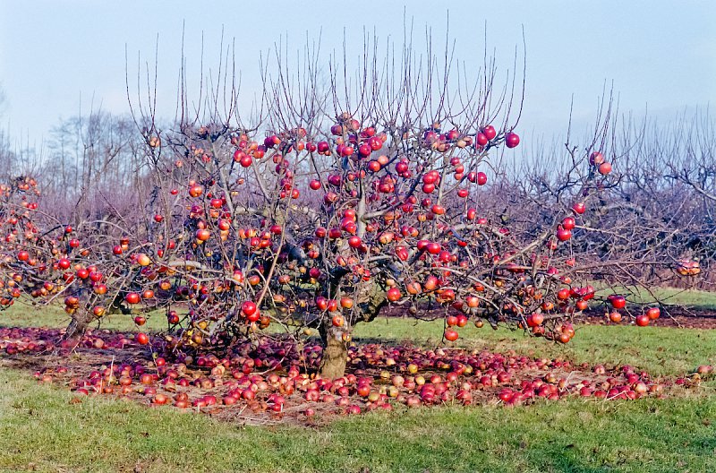 barber-apple-trees01.jpg