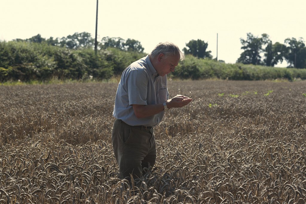 Eustin Farms Wheat Harvest