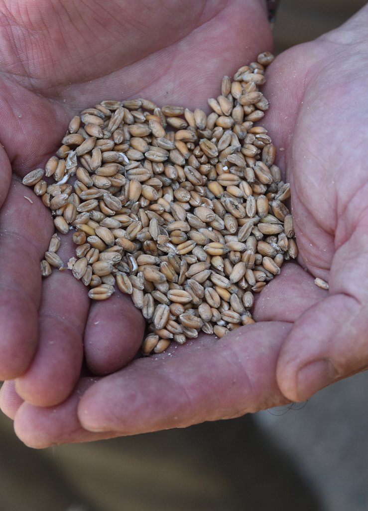 Eustin Farms Wheat Harvest