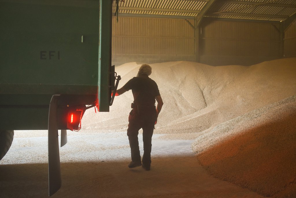 Eustin Farms Wheat Harvest